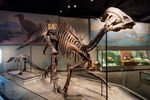 A skeleton of Parasaurolophus at the Field Museum, Chicago, Illinois