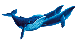 Whalespic.png