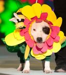 Pedro in costume at the dog fashion show