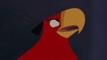 Kuzco as a bird