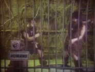 Ling Ling and Chang Chang in "The Mating Dance"