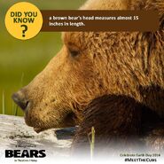 Bears Did You Know Fact 1