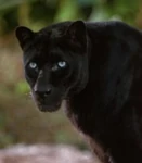 Bagheera (The Jungle Book: Mowgli's Story)