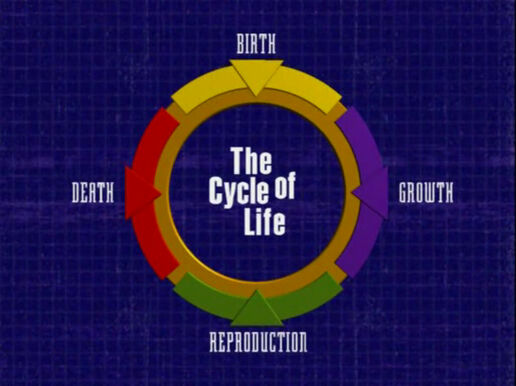 Life Cycles bill nye