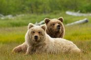 Bears-movie-disneynature