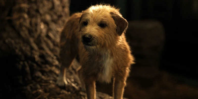 Bob the Dog