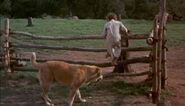 Old-yeller-disneyscreencaps.com-1473