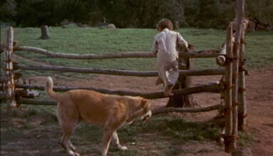 Old-yeller-disneyscreencaps.com-1473