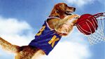 Air Bud Header