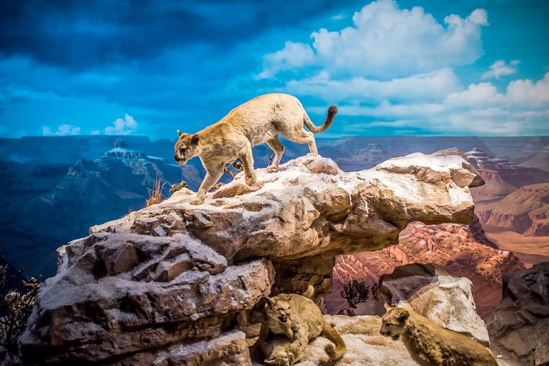 Grand Canyon Diorama Animals