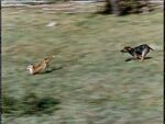 Savage Sam chasing a fed Fox