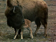 American Bison (Bison bison)