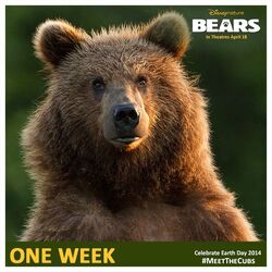 Bears (2014) - IMDb