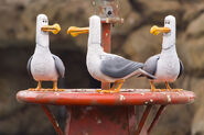 Trio of seagulls on a buoy