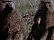 11. Olive Baboon