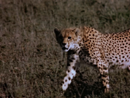 37. Cheetah