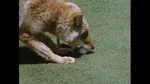 Coyote with ball.png (1.68 MB)