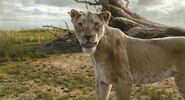 Eshe watches as Taka flees instead of helping her and Mufasa.