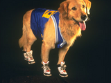 Air Bud (dog)