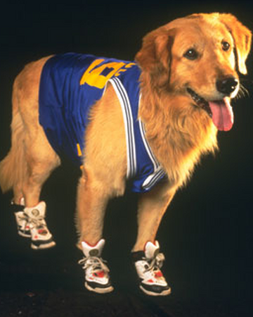 Air Bud Dog Disney Wiki Fandom Company announcements for buddy technologies limited (bud). air bud dog disney wiki fandom