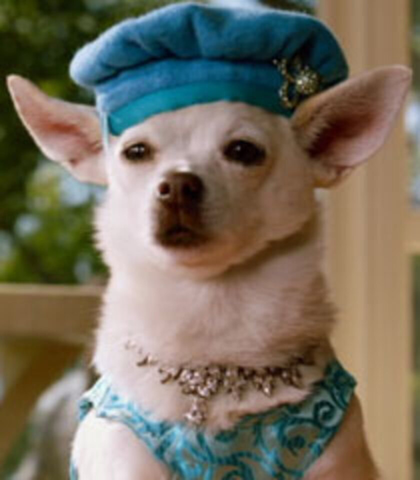 who does the voice of chloe in beverly hills chihuahua?