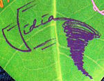 Vidia's signature