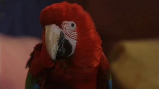 102-dalmatians-disneyscreencaps com-4091