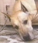 Coyotedane.jpg (6 KB)