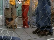 Rufus performing a trick with Figg