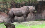 Black rhinoceros