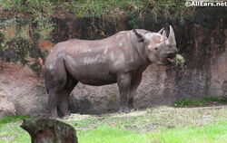 Kilimanjaro Safaris | Disney Wiki | Fandom Kilimanjaro Safaris | Disney Wiki | Fandom