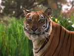 Sherman Howard as Shere Khan