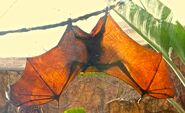 MJT Fruit Bat Wings