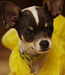 Pep (Beverly Hills Chihuahua 2 and Beverly Hills Chihuahua 3: Viva la Fiesta