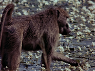 Yellow Baboon (Papio cynocephalus)