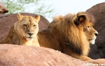 Lions