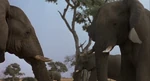 Whispers An Elephant's Tale - Macho Bull and Fulla Bull.png (1.24 MB) Fulla Bull (Whispers: An Elephant's Tale)