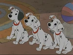 Dalmatian Puppies