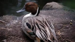 Disney-animals-migratory-birds-00.jpg (78 KB) Northern pintail duck