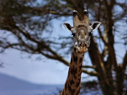 Giraffe (Giraffa camelopardalis)