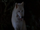 White Wolf