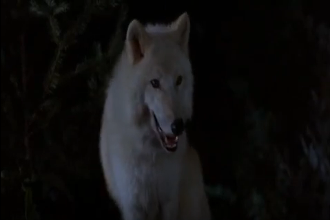 White Wolf Disney Wiki Fandom