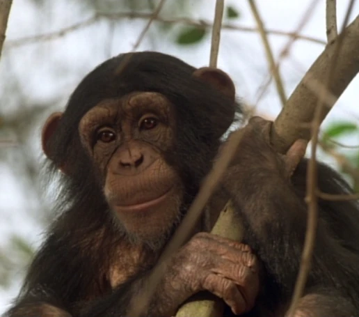Tarzan Chimp in TJB - Mowgli's Story