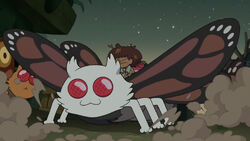 Domino II landing in wartwood with the other moths.
