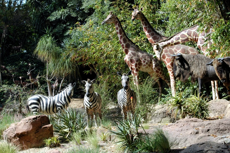 Animals of the African Veldt