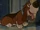Toby (The Great Mouse Detective)