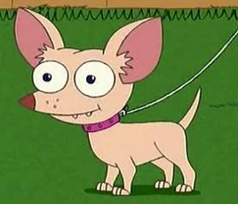 Pinky chihuahua