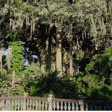 Swiss Family Treehouse Disney Wiki Fandom