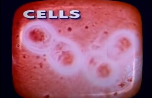 Cells