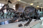 2 Edmontosaurus skeletons next to the Triceratops at the American Museum of Natural History